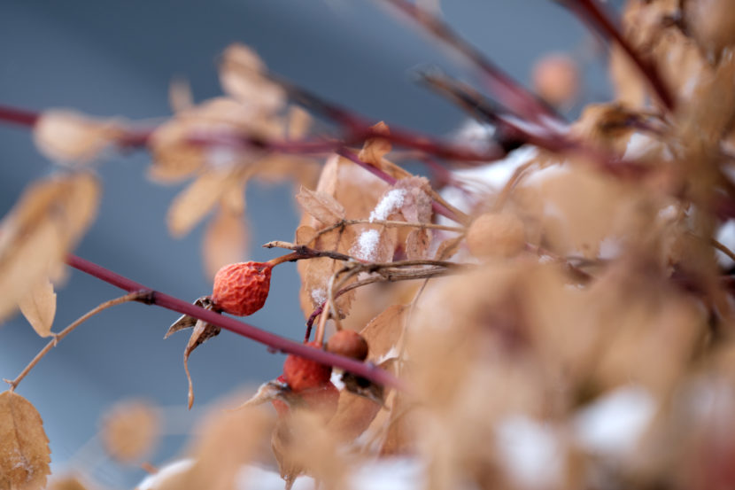 Hiệu ứng Bokeh chụp từ lens Fujifilm XF 18-120mm f4