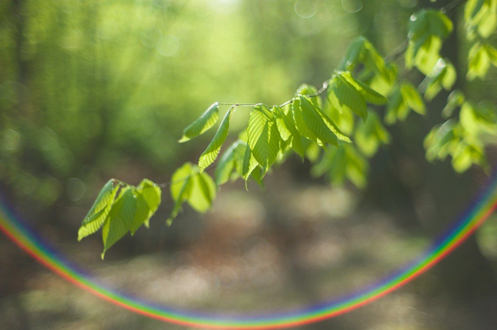 Hiệu ứng ảnh Bokeh khi chụp bằng lens máy ảnh Sonnar